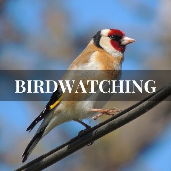 birdwatching activity