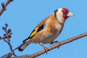 birdwatching-sagressunstay
